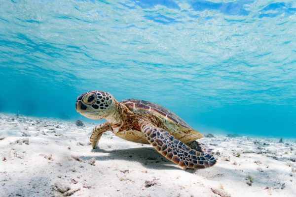 白砂の海底を泳ぐアオウミガメ
